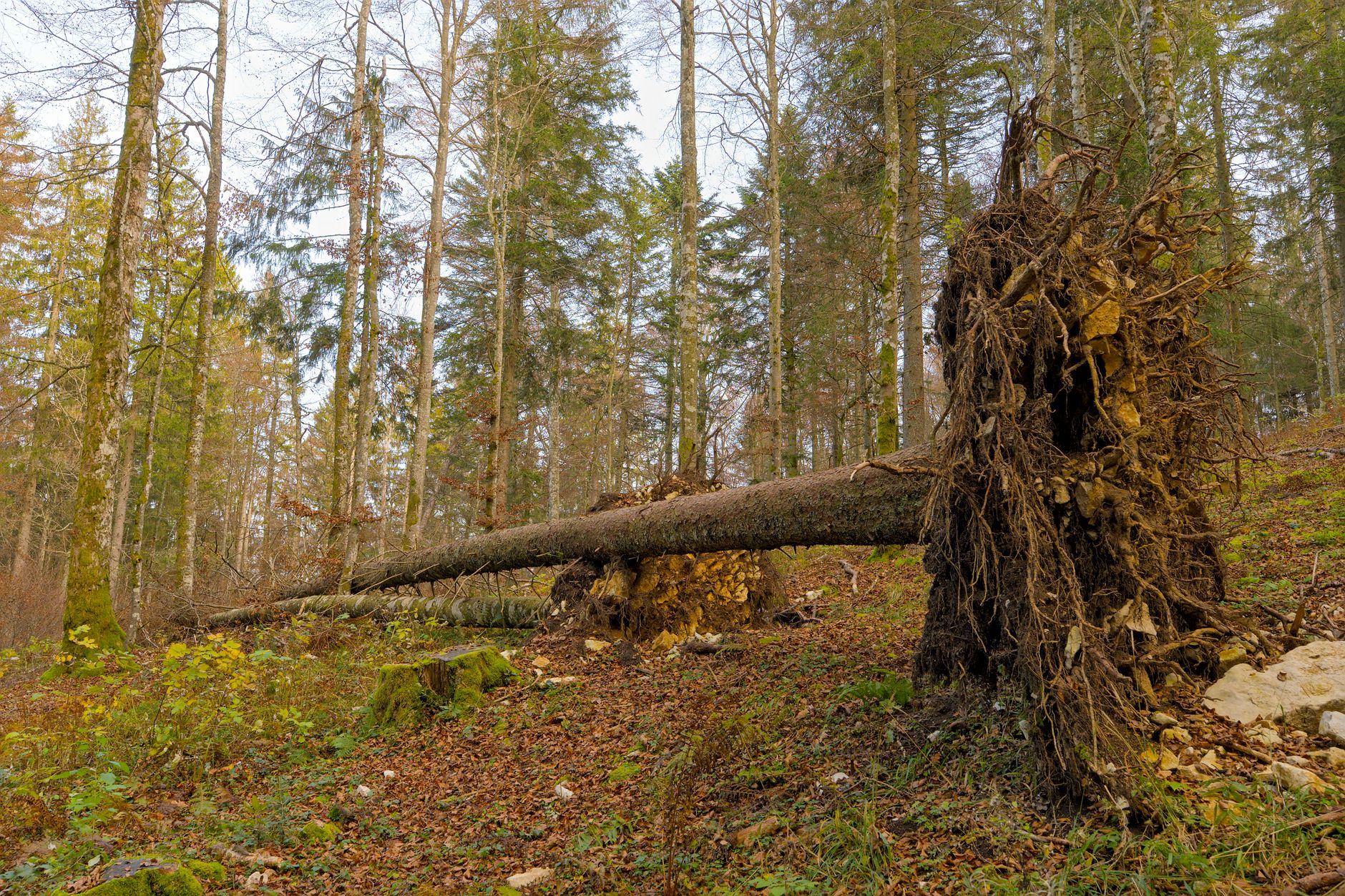 Enlèvement arbre urgence équipe à Sotteville-lès-Rouen